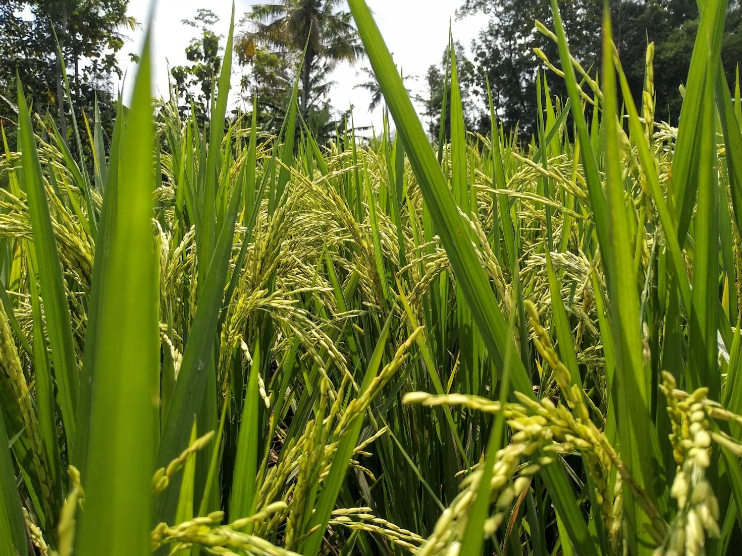 From Seed to Table: The Journey of Rice